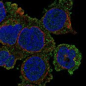IF of human cell line THP-1 stained with DSHB antibody CPTC-ITGAX-1 against ITGAX (green), anti-tubulin (red) and DAPI (blue). Image credit: Human Protein Atlas via CPTC